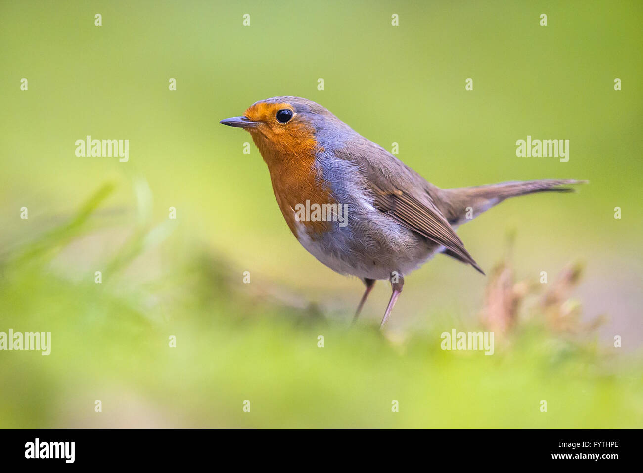 Rouge européen Robin (Erithacus rubecula aux abords de nourriture) dans l'herbe d'un jardin à l'environnement urbain Banque D'Images