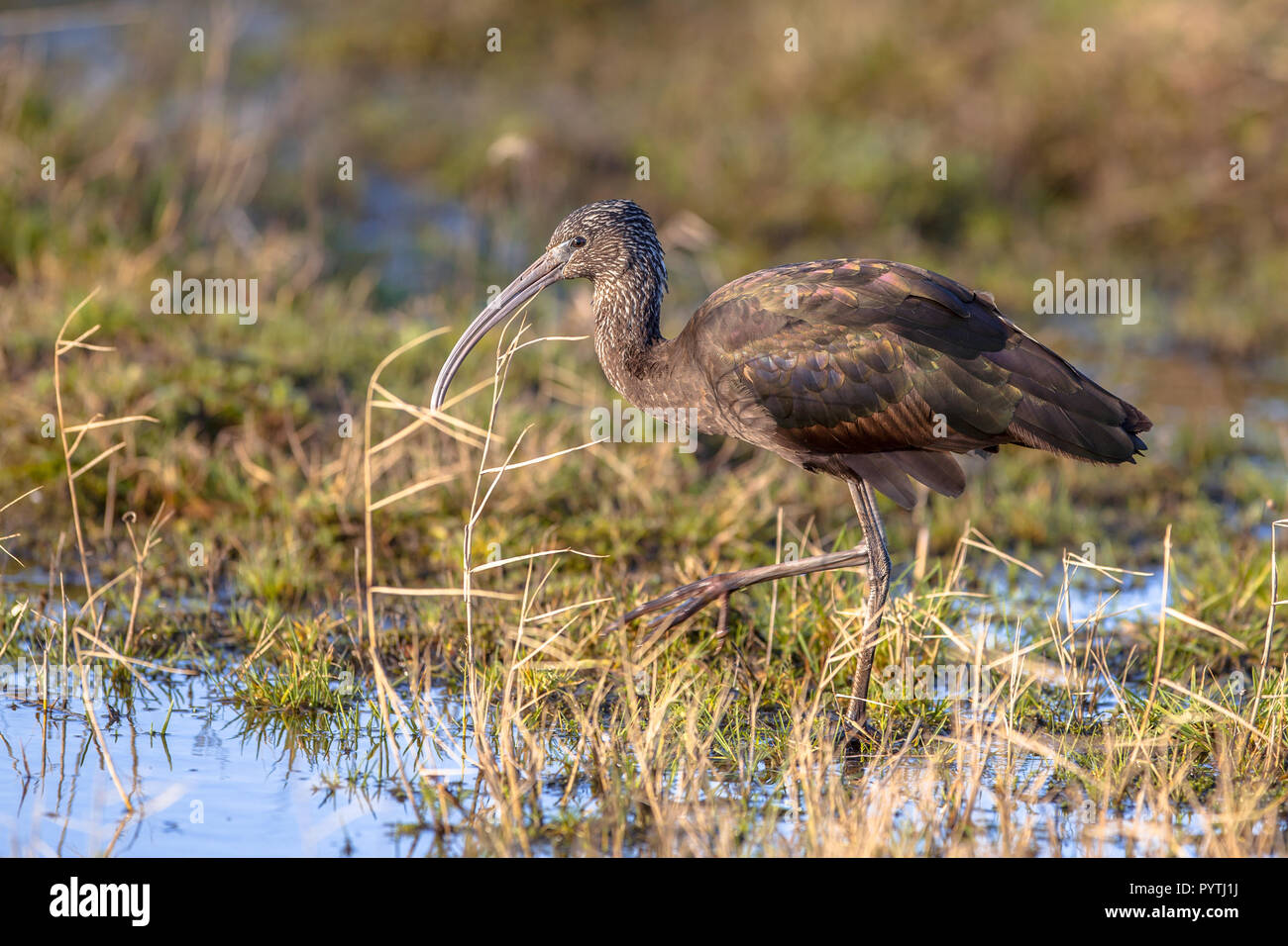 L'Ibis de nourriture dans la réserve naturelle des marais herbeux. C'est la plus répandue des espèces d'ibis, de reproduction dans la région de sites dispersés dans les régions chaudes de l'Europe, Banque D'Images
