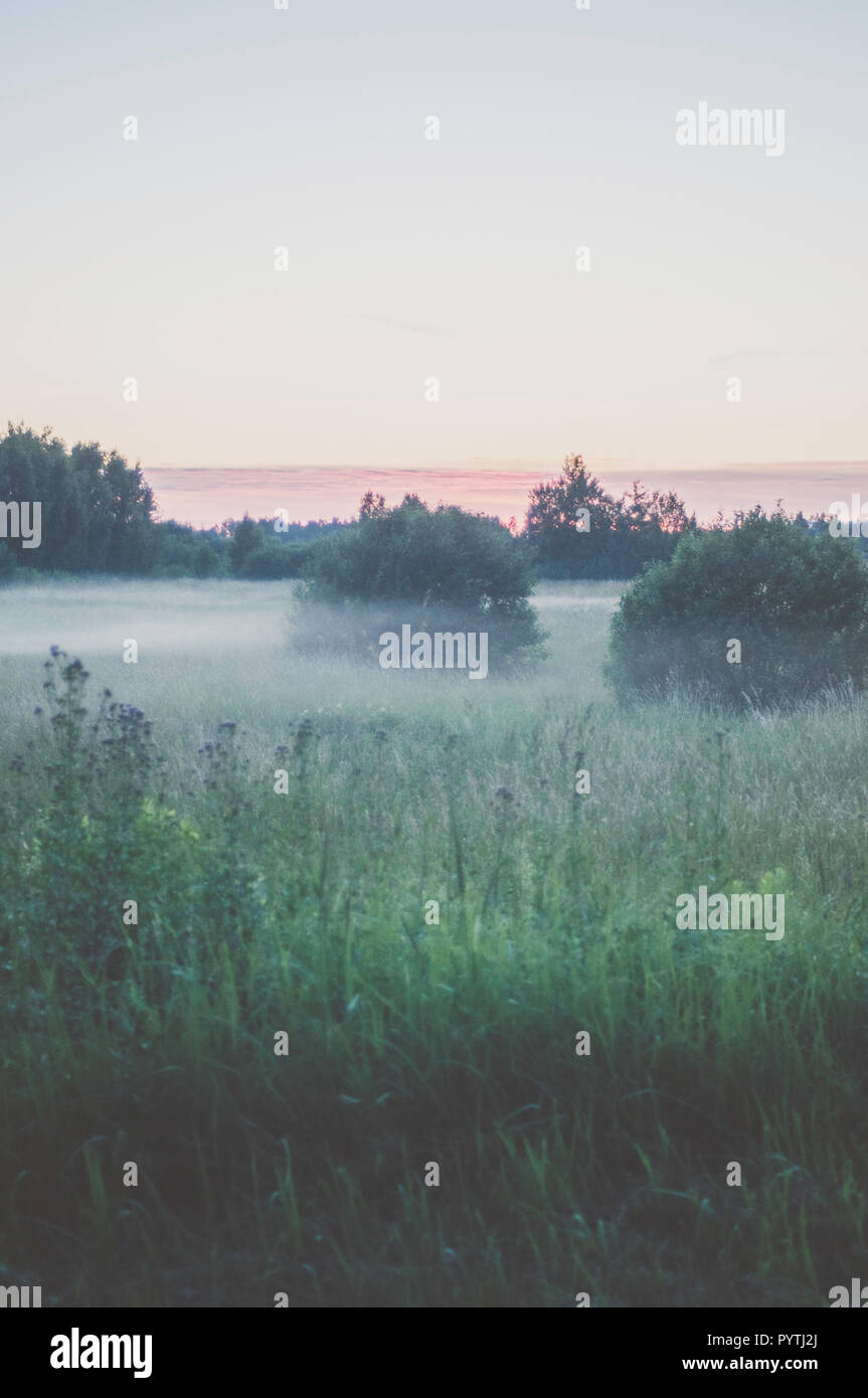 Brouillard blanc jette sur la pelouse. Scène romantique soirée d'été. Banque D'Images