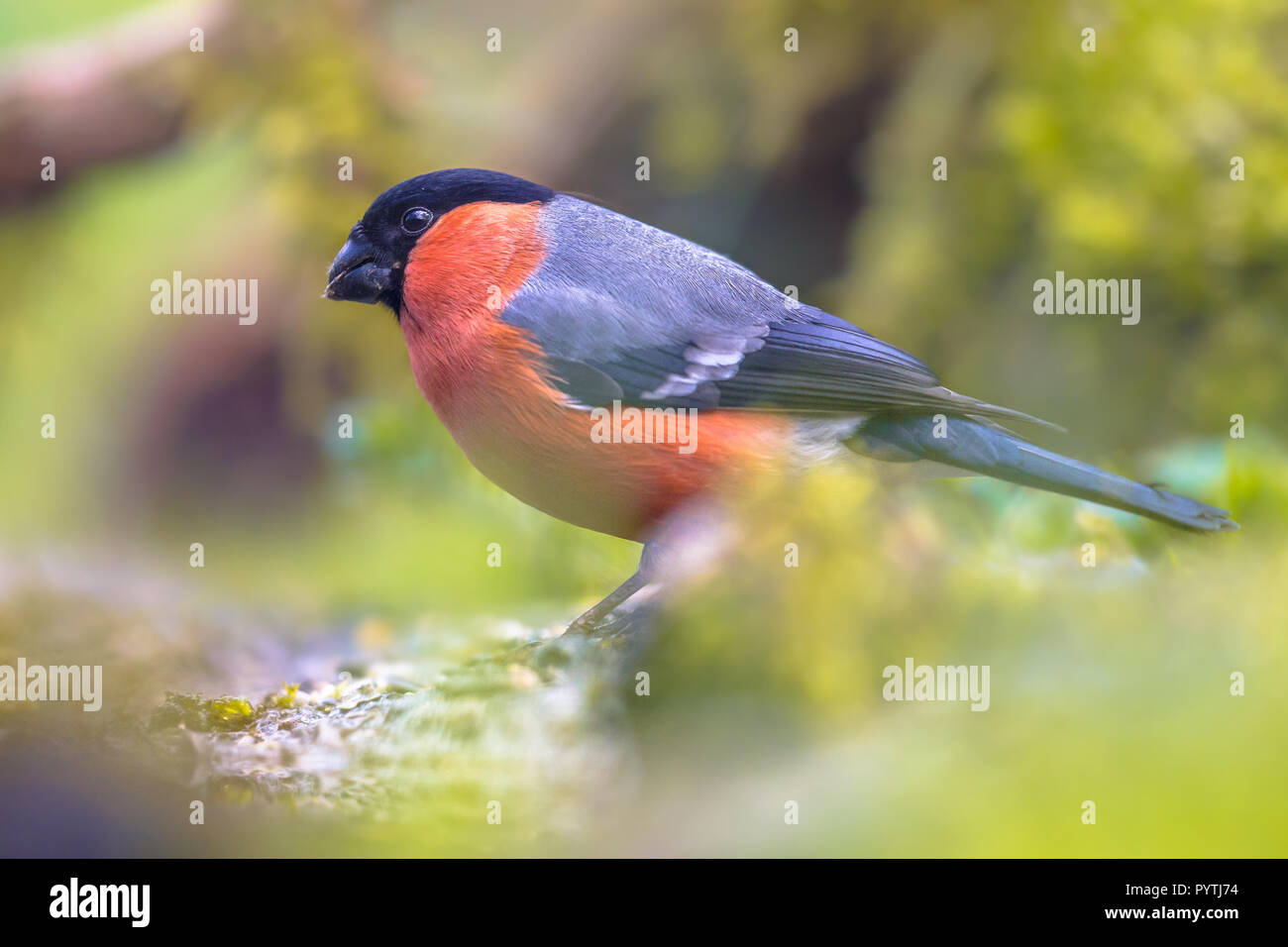 Ou commun Canard colvert (Pyrrhula pyrrhula) est un petit passereau Banque D'Images