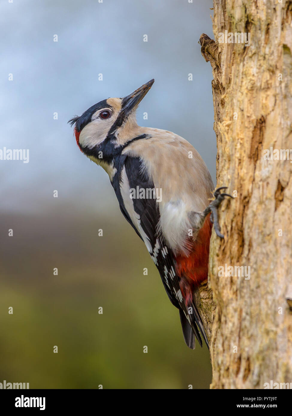 Great spotted woodpecker (Dendrocopos major) perché sur un arbre en position typique. Ce noir, blanc avec des oiseaux forestiers rouge est distribuée dans toute E Banque D'Images