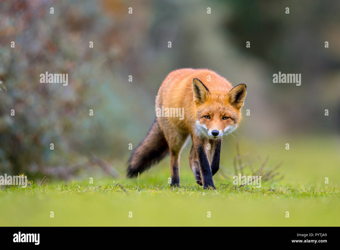 European red fox (Vulpes vulpes) marcher sur l'herbe dans les dunes avec bush d'argousier (Hippophae rhamnoides) en arrière-plan Banque D'Images