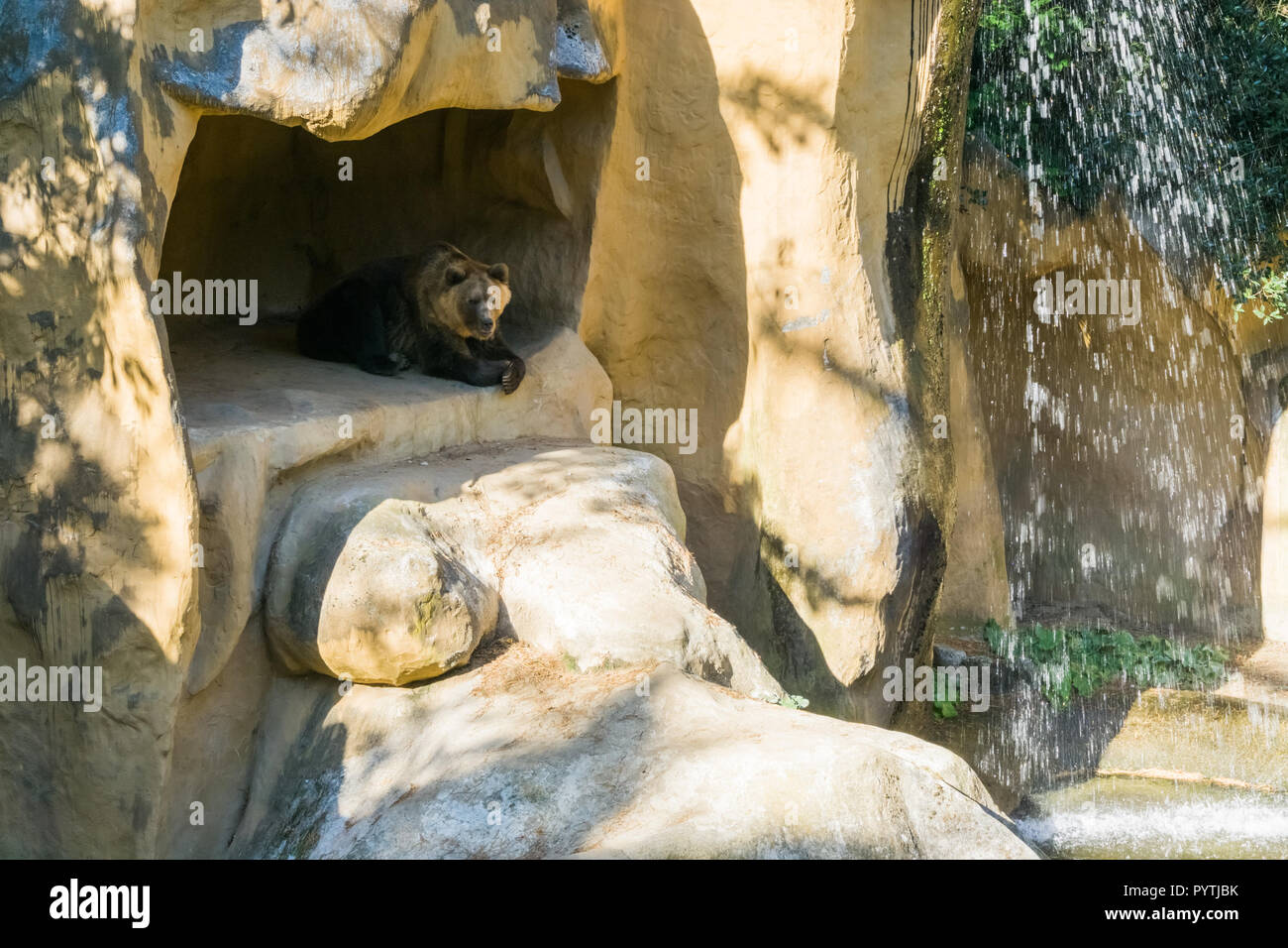 Ours brun assis dans sa grotte dans les montagnes avec une belle cascade Banque D'Images