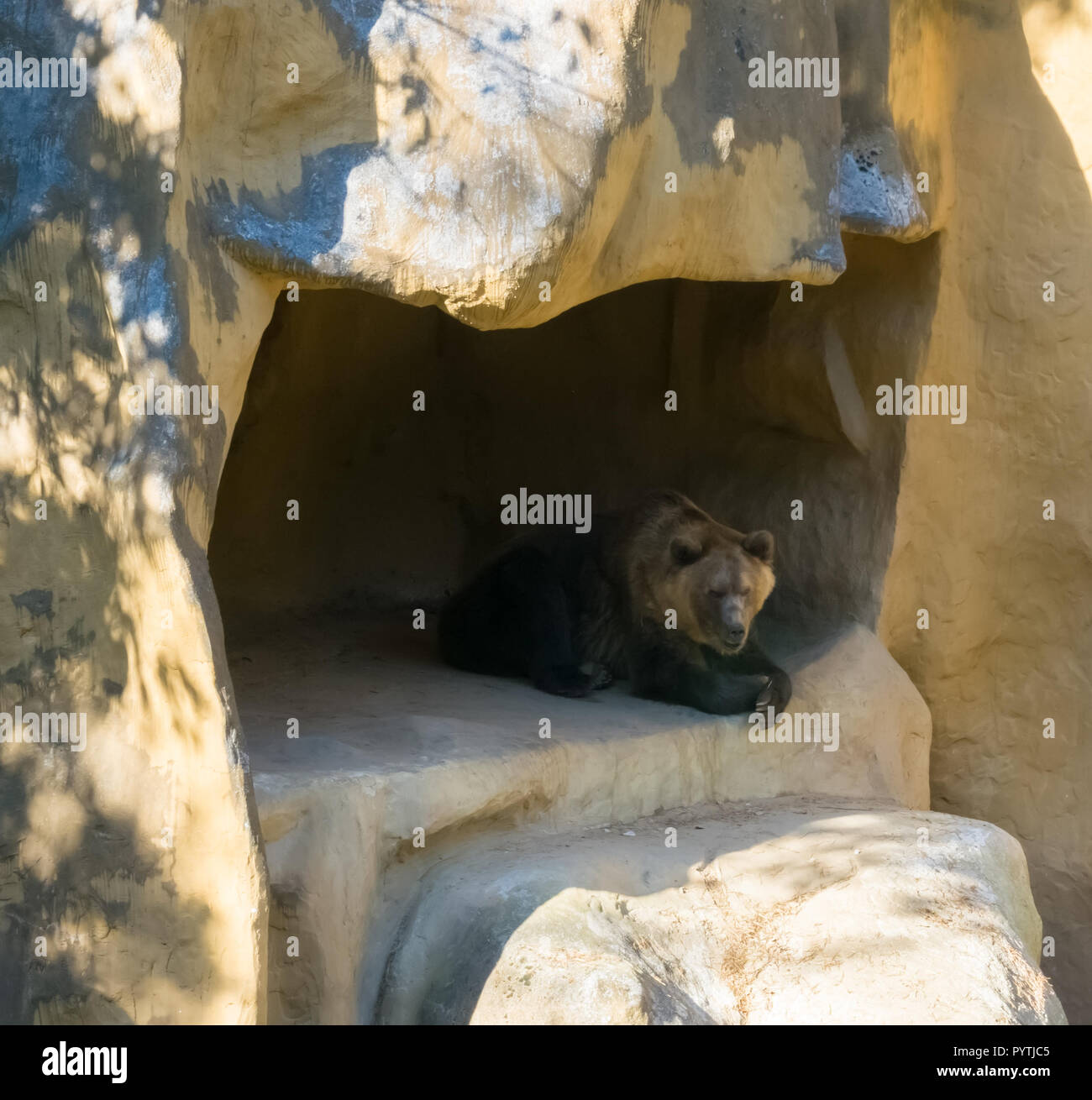 Ours brun assis dans sa grotte dans les montagnes Accueil animaux sauvages dans la nature et l'environnement Banque D'Images