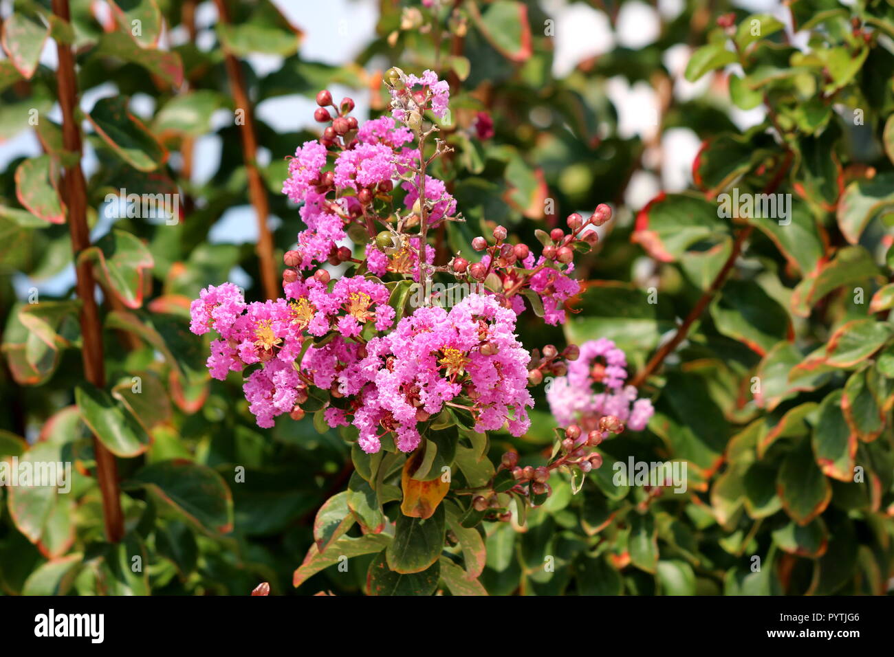 Lagerstroemia indica Crape Myrtle ou crêpe ou Crepeflower ou myrte arbre caduque plante avec des feuilles vert foncé contenant des bords de bronze Banque D'Images