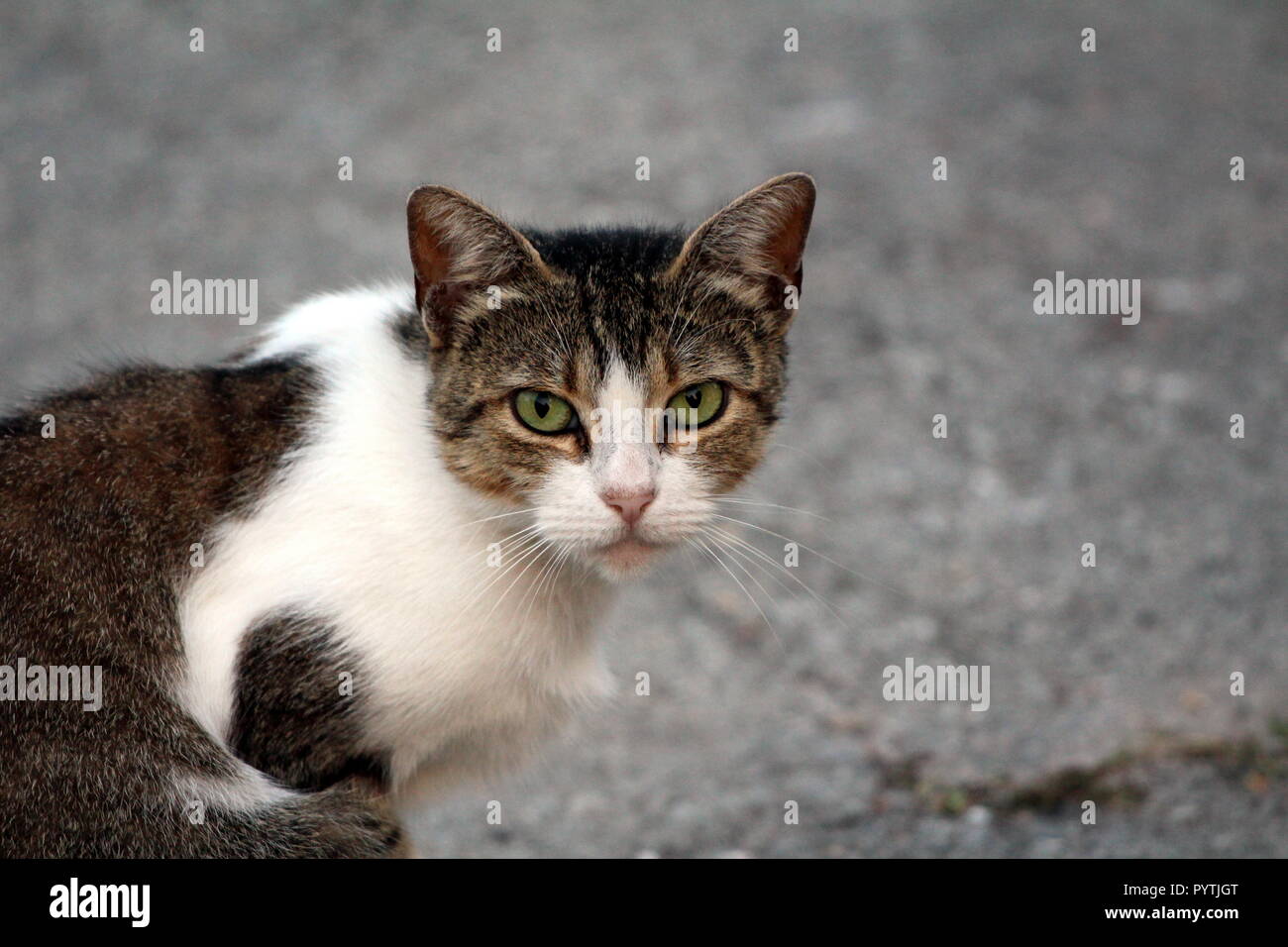 Chat Blanc Et Gris Fonce Assis Sur La Route D Asphalte Et De Regarder Directement La Lumiere De L Appareil Photo Avec De Beaux Yeux Verts Sur Chaude Journee D Ete Photo Stock Alamy Chat Blanc Et Gris Fonce Assis Sur La Route D Asphalte Et De Regarder Directement La Lumiere De L Appareil Photo Avec De Beaux Yeux Verts Sur Chaude Journee D Ete Photo Stock Alamy