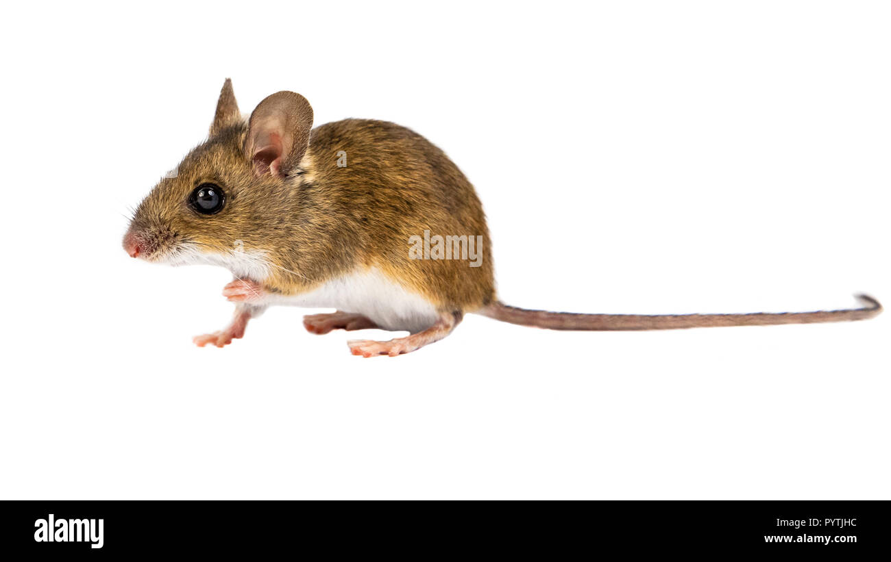 Vue latérale d'une souris en bois (Apodemus sylvaticus) assis sur fond blanc Banque D'Images