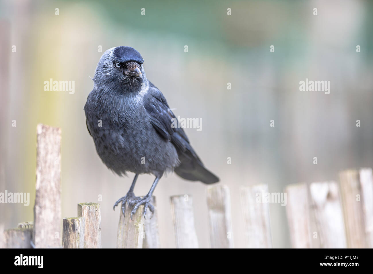 Western Jackdaw (Corvus monedula) sur châtaignier clôture. Méfiez-vous des personnes en général dans la forêt ou la campagne de l'ouest, les choucas sont beaucoup tamer dans un milieu urbain Banque D'Images