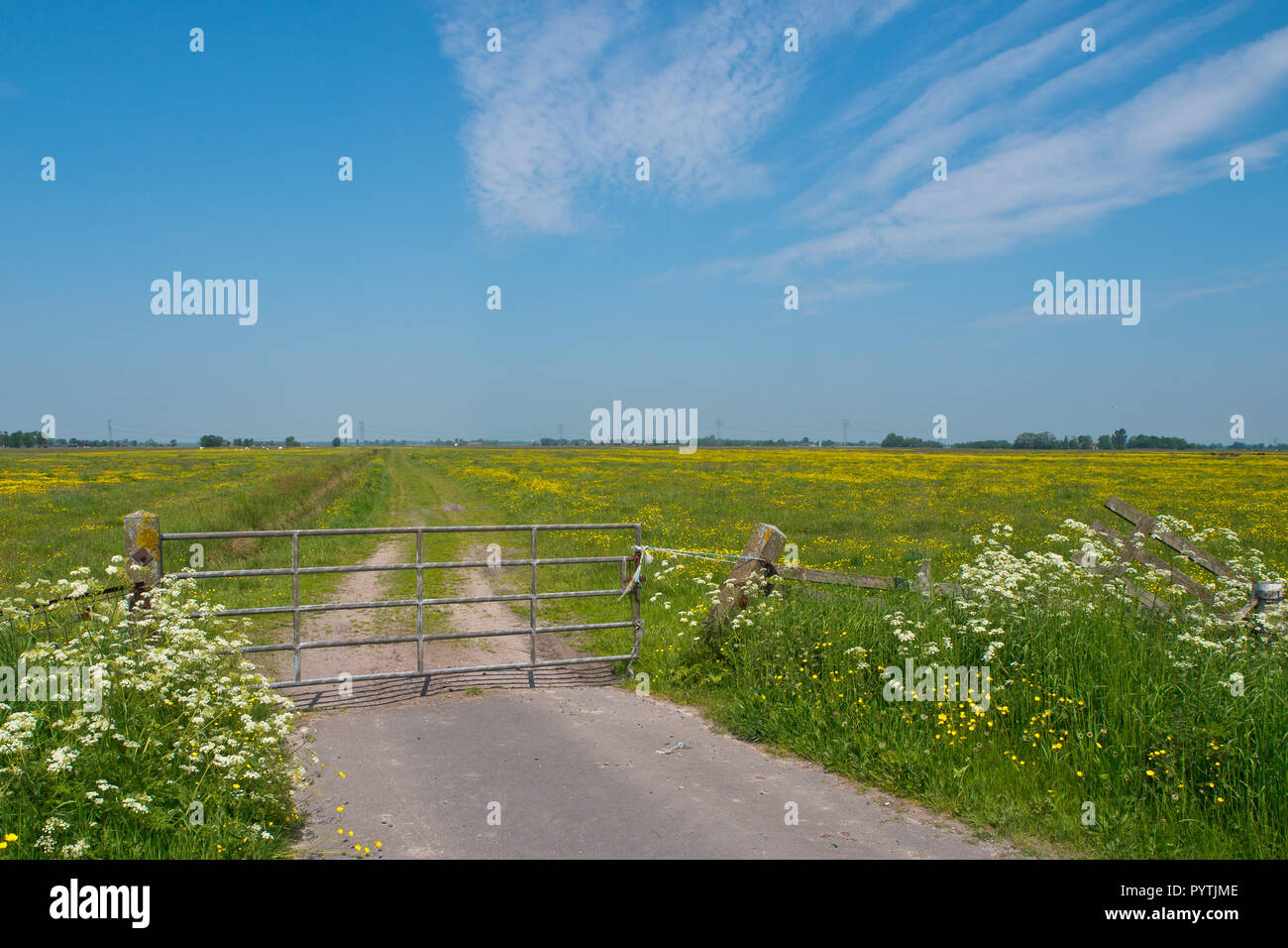 Clôture de prairie en fleurs de pâturage en mai, les Pays-Bas Banque D'Images