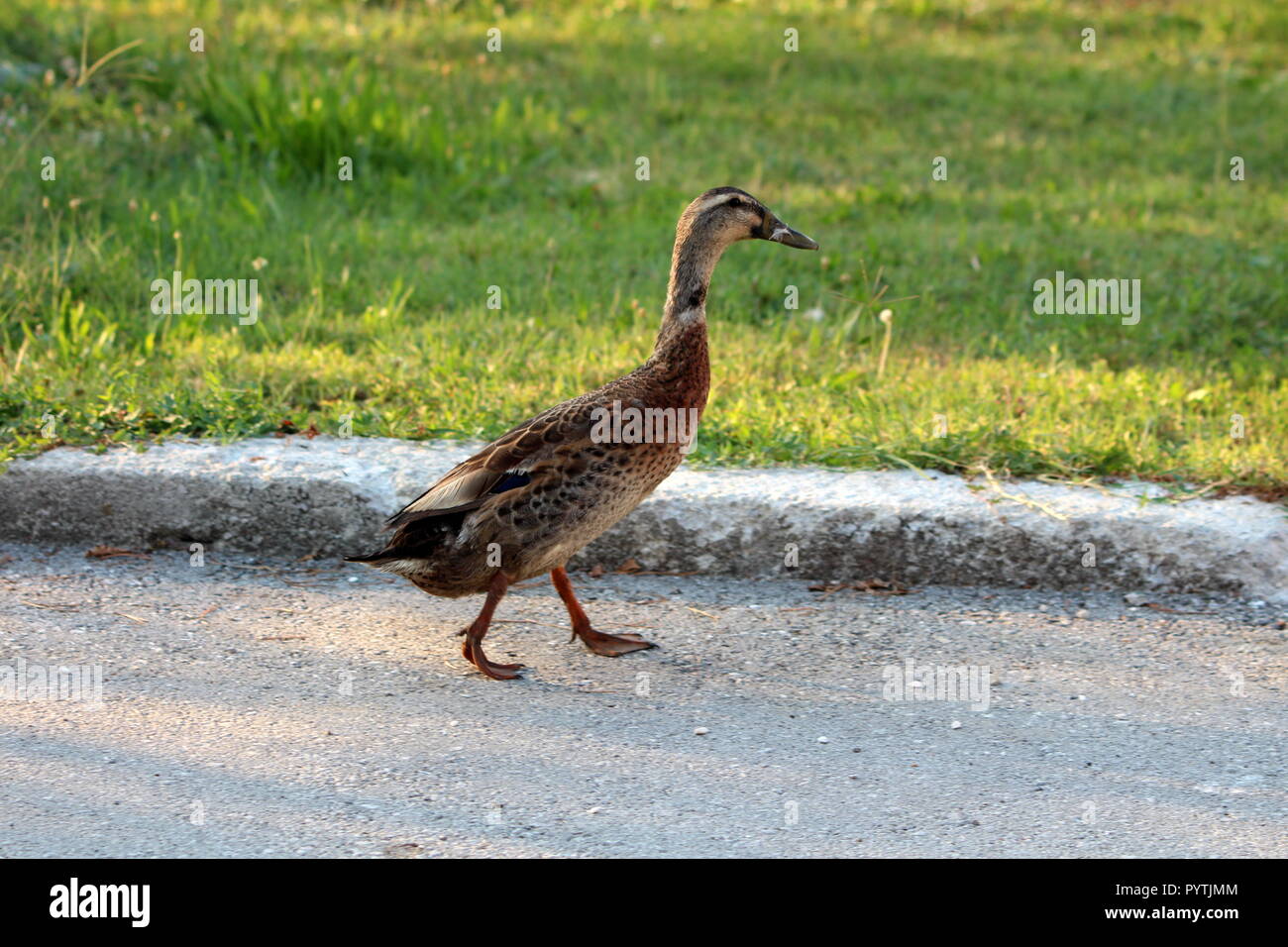 Canard à brun clair à plumes noires sur la route d'asphalte avec petite plume blanche sur l'herbe verte et le bec en arrière-plan lors des chaudes journées d'été Banque D'Images Canard à brun clair à plumes noires sur la route d'asphalte avec petite plume blanche sur l'herbe verte et le bec en arrière-plan lors des chaudes journées d'été Banque D'Images