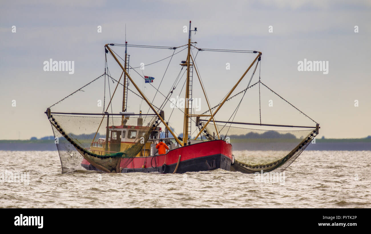 La pêche de la crevette dans le navire de la faucheuse de la mer des Wadden néerlandaise Banque D'Images