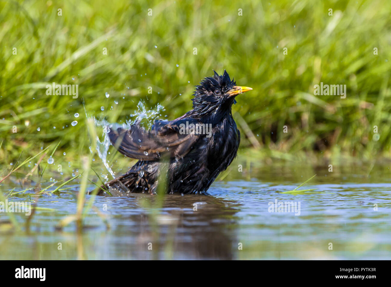 L'Étourneau sansonnet (Sturnus vulgaris) en prenant un bain d'eau dans une piscine par une chaude journée d'été ensoleillée Banque D'Images