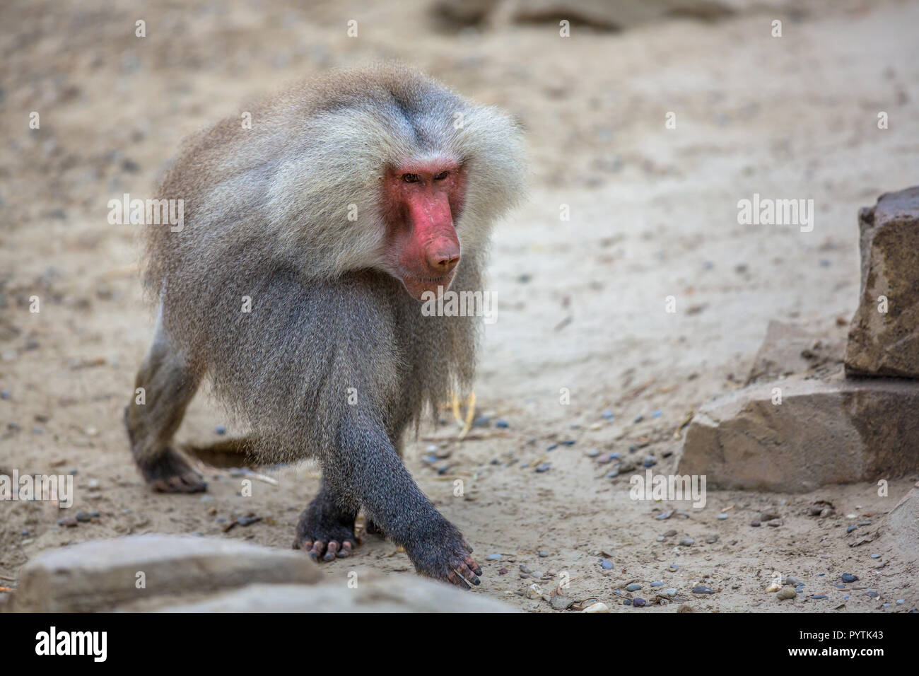 Le babouin (Papio hamadryas mâle hamadryas) Promenade à pied à travers le sable. C'est une espèce de la famille des singes du Vieux Monde. Banque D'Images