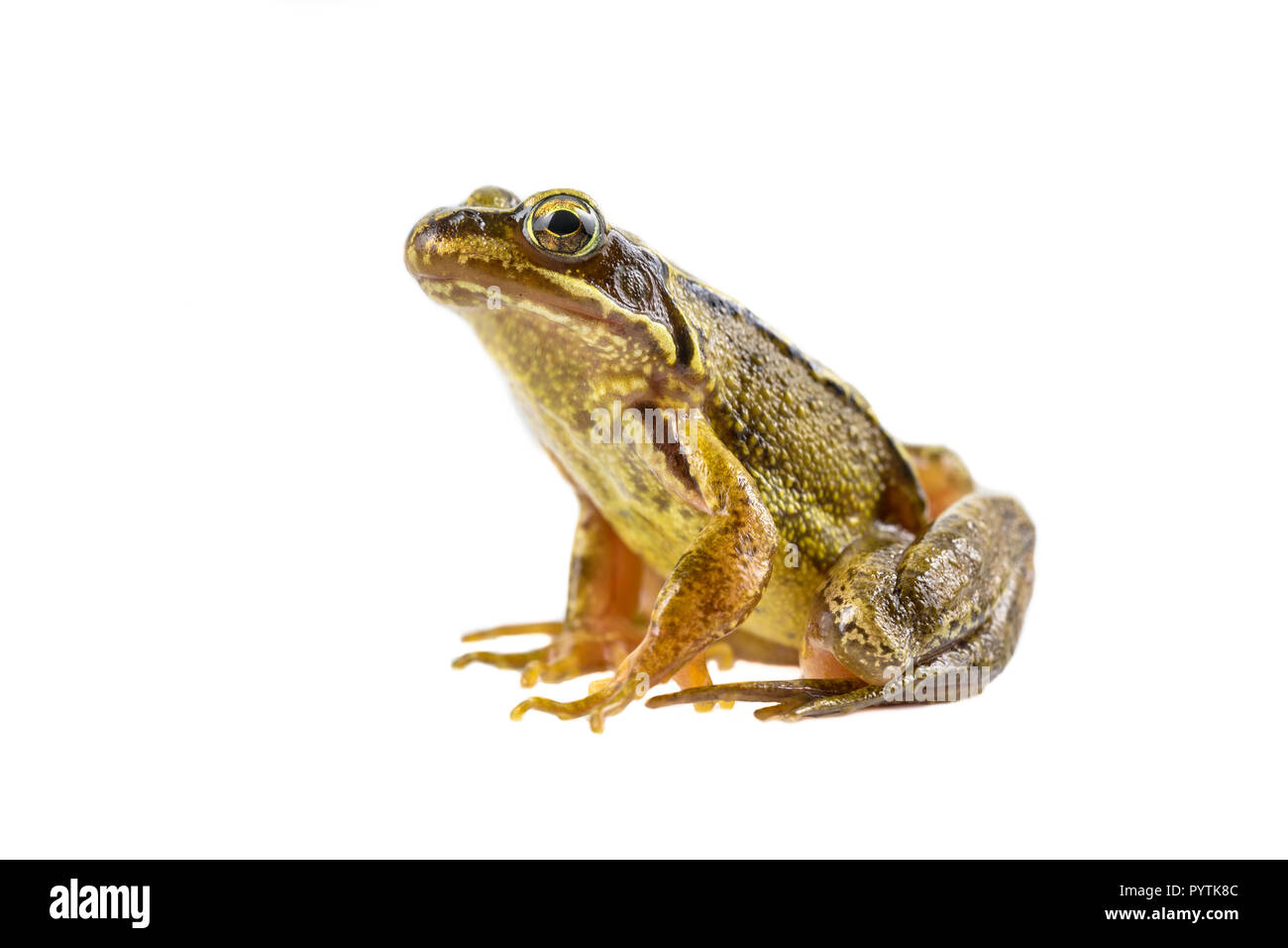 Brun commun grenouille (Rana temporaria) assis bien droit et prépare à agir sur fond blanc avec clipping path Banque D'Images