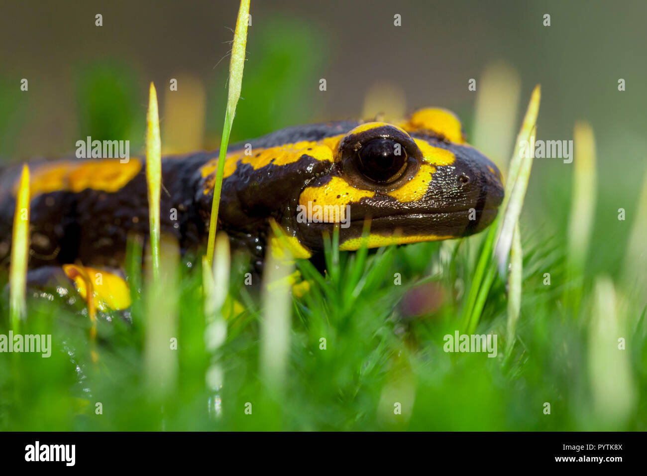 Les salamandres de feu (Salamandre Salamandre) vit dans les forêts de feuillus d'Europe centrale et sont plus fréquentes dans les régions humides. Banque D'Images