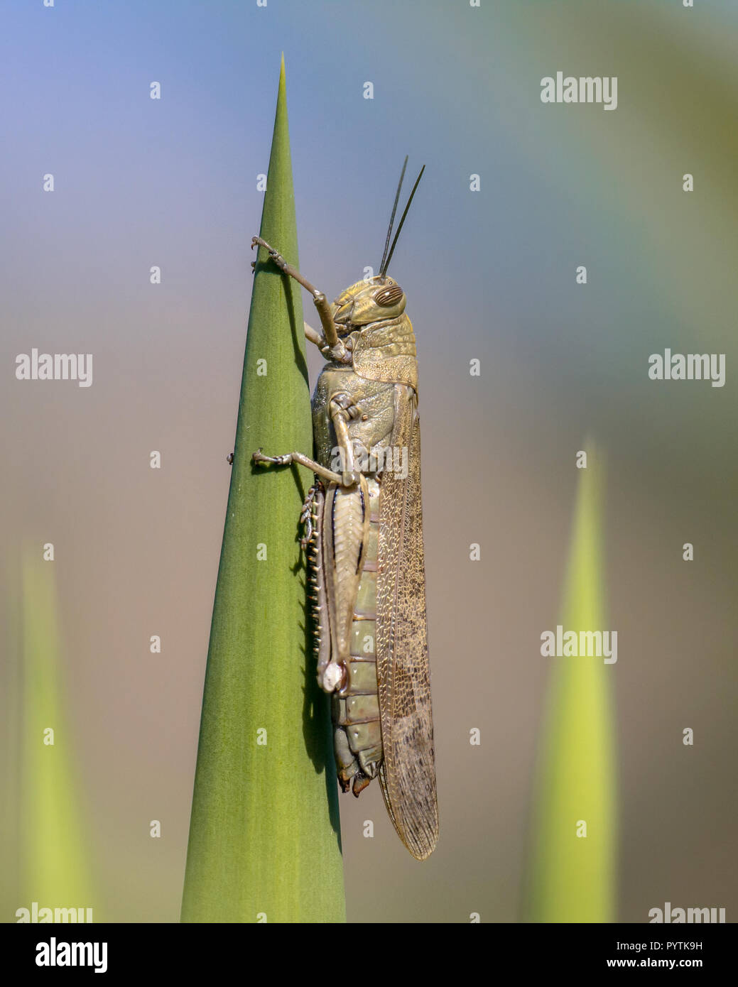 Criquet migrateur (Locusta migratoria) perché sur plante verte. Cet insecte peut être une véritable plaie et peut causer la famine Banque D'Images