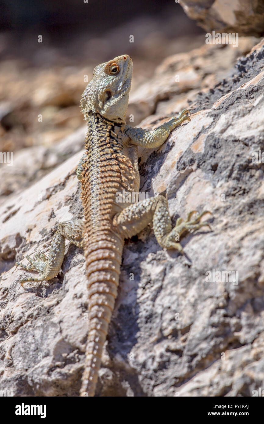 Sling-queue (Stellagama Agama stellio cypriaca) sous-espèce endémique subsp à l'île de Chypre, l'escalade sur un rocher. Stellagama est un genre monotypique Banque D'Images