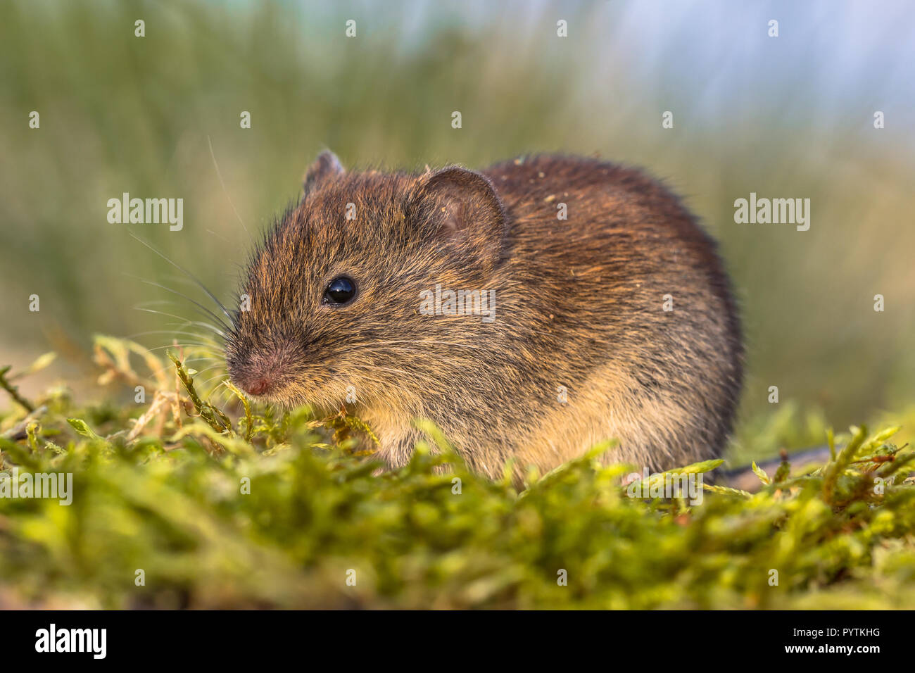 Campagnol roussâtre (Myodes sauvages glareolus ; anciennement Clethrionomys glareolus). Petit campagnol rouge-brun avec terrain en gazon naturel en fourrure Banque D'Images