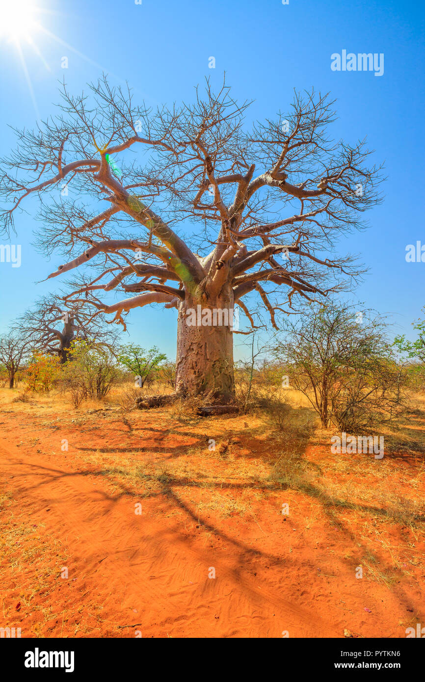 Baobab également connu sous le nom de pain de singe arbres, tabaldi ou bouteille à Musina, arbres Nature Reserve, Afrique du Sud. La réserve de la forêt de baobabs au Limpopo. Tir vertical. La lumière du soleil avec ciel bleu. Banque D'Images