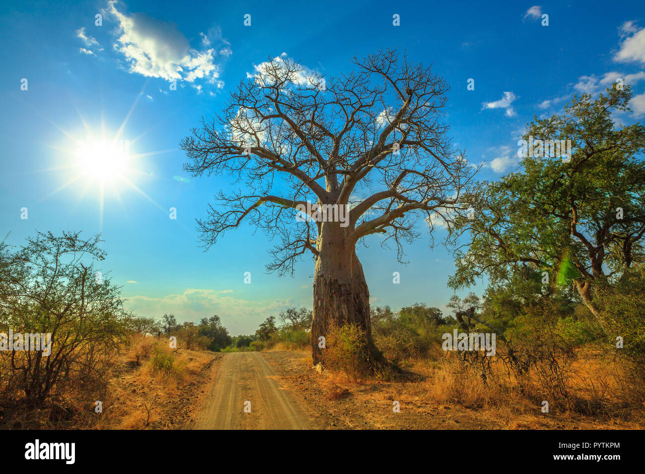 Baobab à Musina réserve naturelle, l'une des plus importantes collections de baobabs en Afrique du Sud. Commande de jeu en jeu du Limpopo et réserves naturelles. Journée ensoleillée avec ciel bleu. Banque D'Images