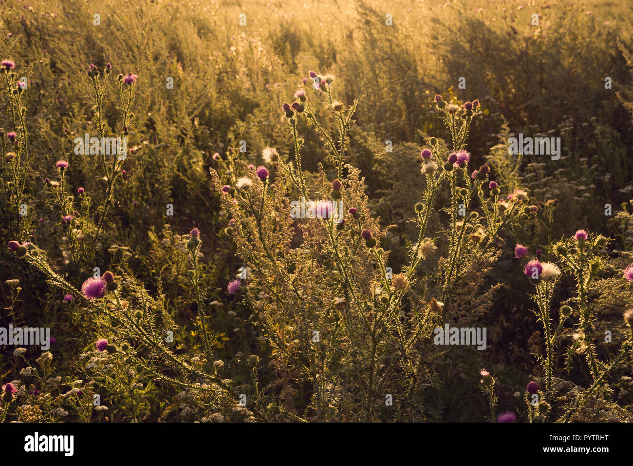 Plante épineuse Thistle soir d'été sur une friche abandonnée. Banque D'Images