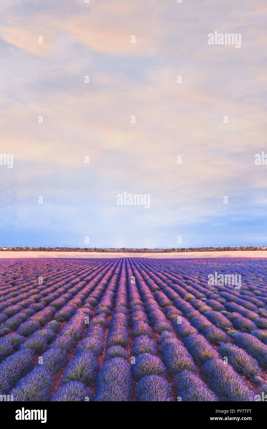 Paysage Colore Champ De Lavande En Provence France Belle Vue Sur La Nature Avec Des Fleurs Pourpres Vertical Photo Stock Alamy