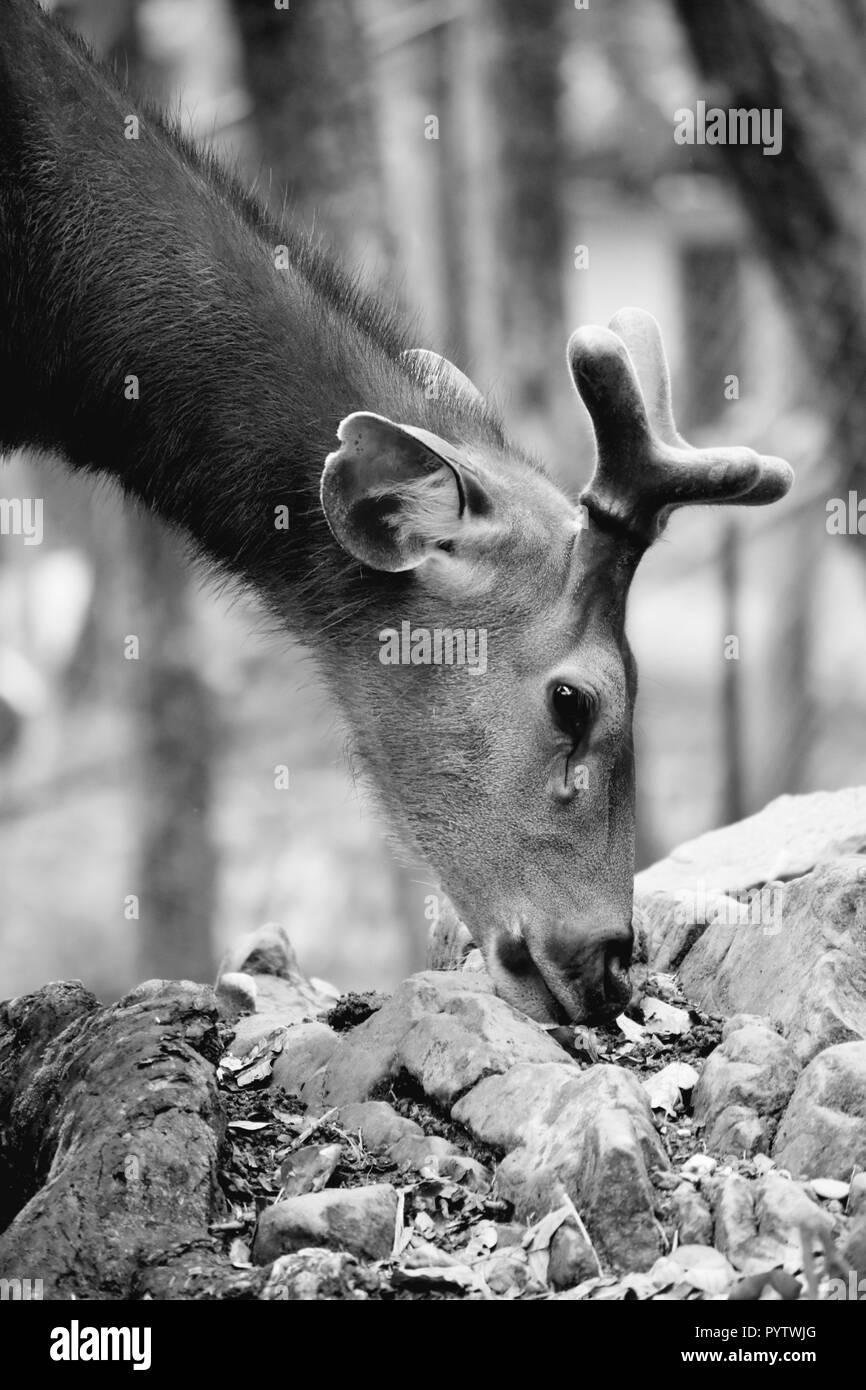 Cerf noir et blanc Banque D'Images