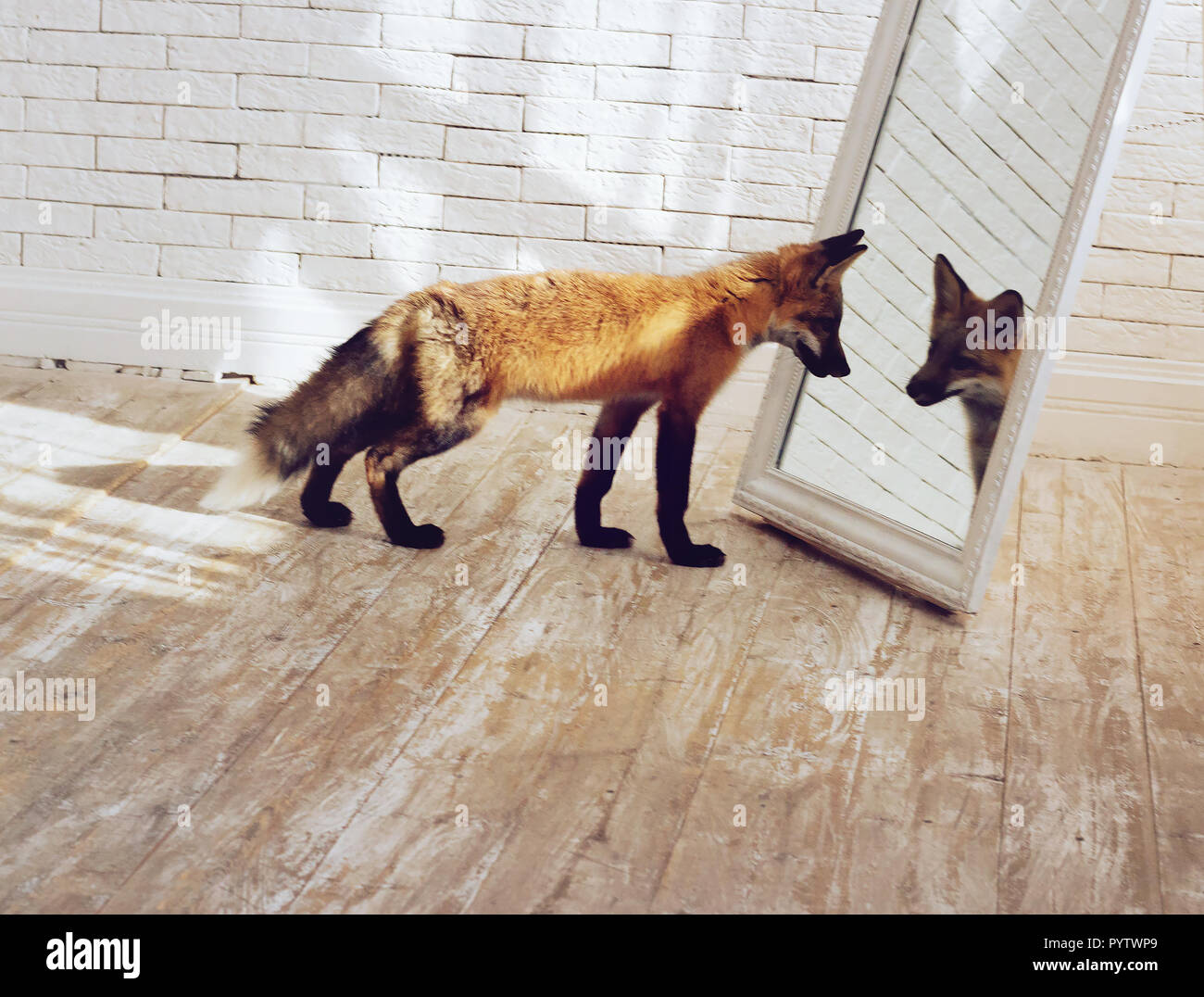 Un petit drôle Fox se regarde dans le miroir avec intérêt. Banque D'Images