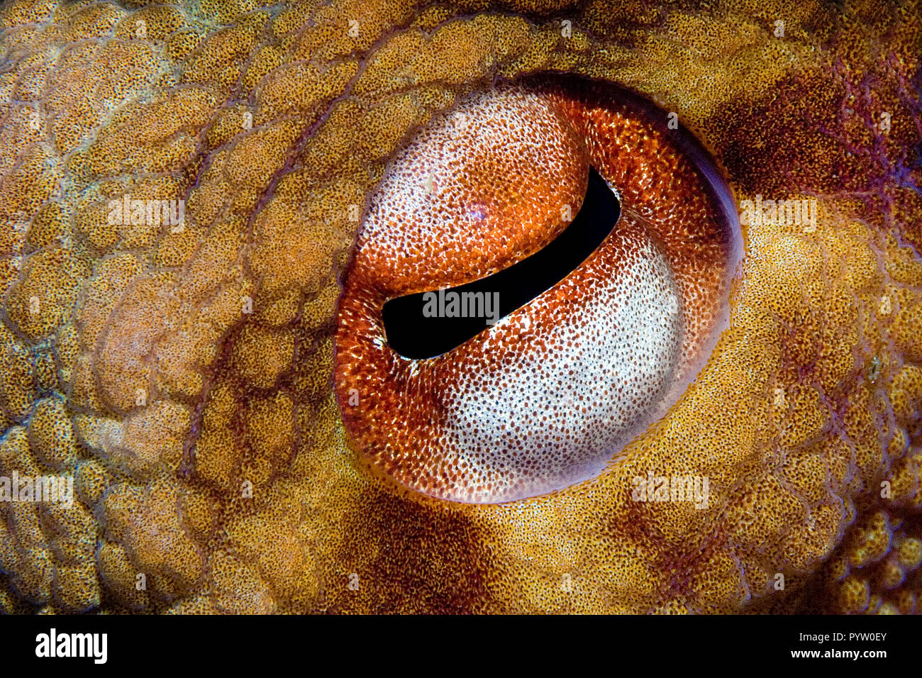 Auge von einer Kraké Geäderten (Octopus marginatus), Tofo, Mosambik | détail d'un Œil, veiné octopus (Octopus marginatus), Tofo, Mosambique Banque D'Images