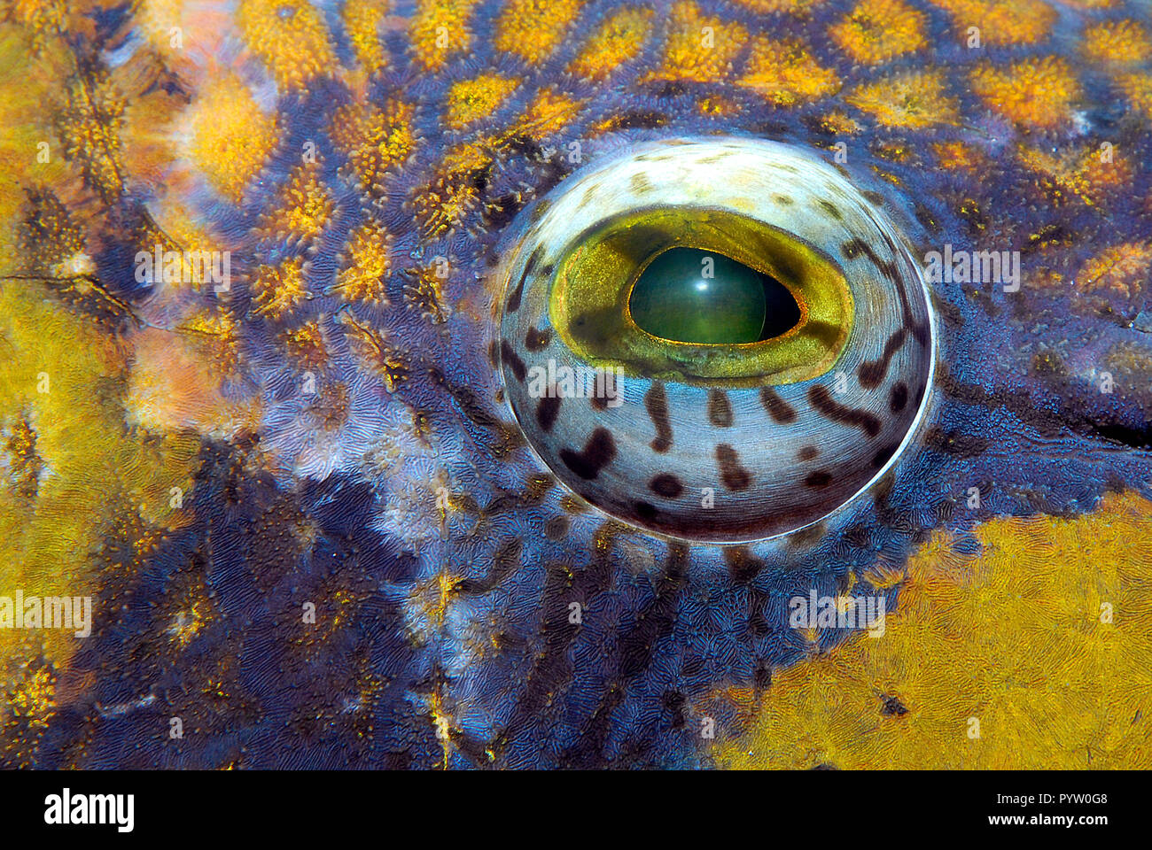 Détail de l'œil d'un géant ou balistes Titan triggerfish (Balistoides viridescens), Hurghada, Egypte Banque D'Images