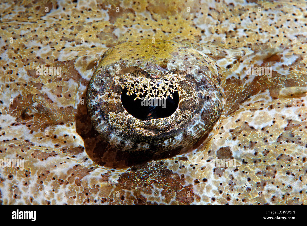 Détail de l'œil d'un flathead Tentacled, tapis indiens Flathead ou « poissons crocodiles » (Papilloculiceps longiceps), Sharm el Sheikh, Sinaï, Égypte Banque D'Images