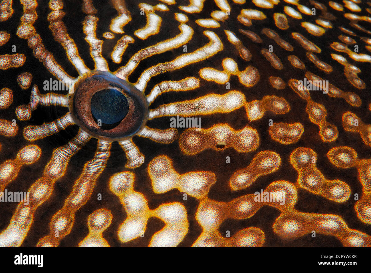 Détail de l'œil d'un poisson-globe (Arothron Mappa mappa), Sabang Beach, Mindoro, Philippines Banque D'Images