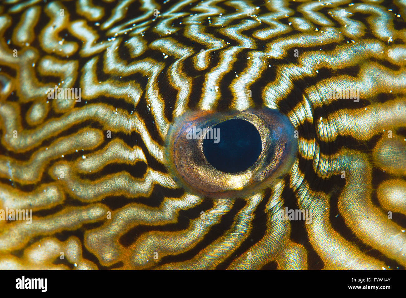 Auge von einem (Mappa-Kugelfisch Arothron mappa), oeil de Wakatobi, Indonesien | détail d'une Mappa (poisson-globe Arothron mappa), île de Wakatobi Indonésie Banque D'Images