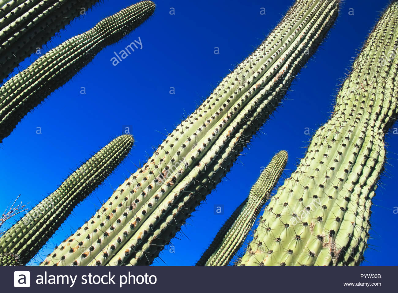 Hauteur des cactus, des plantes du désert de Sonoran, près de La Paz, Baja California, Mexique, Amérique du Nord Banque D'Images