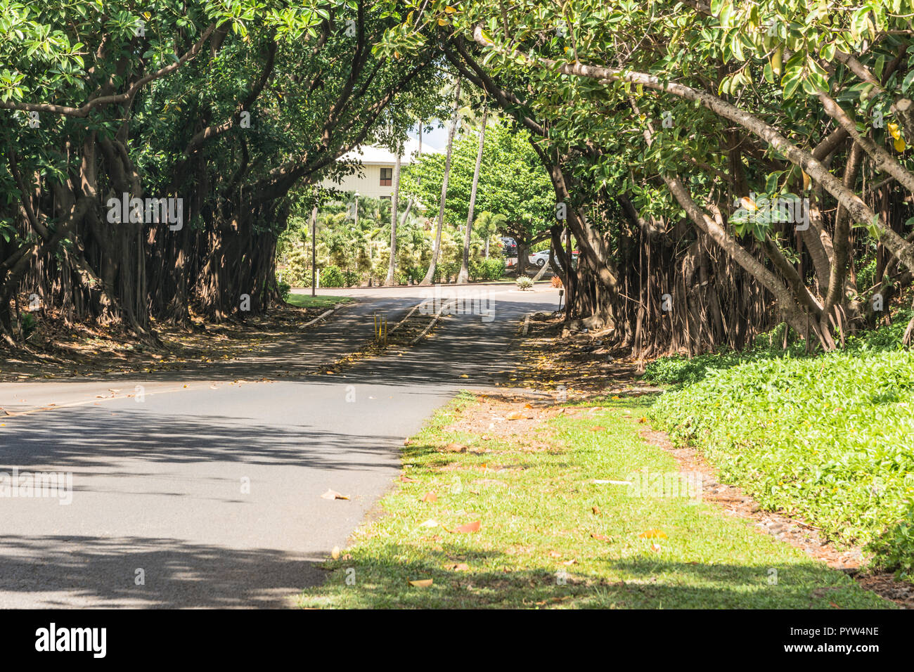 Vue d'un tunnel tree à Kauai, Hawaii Banque D'Images