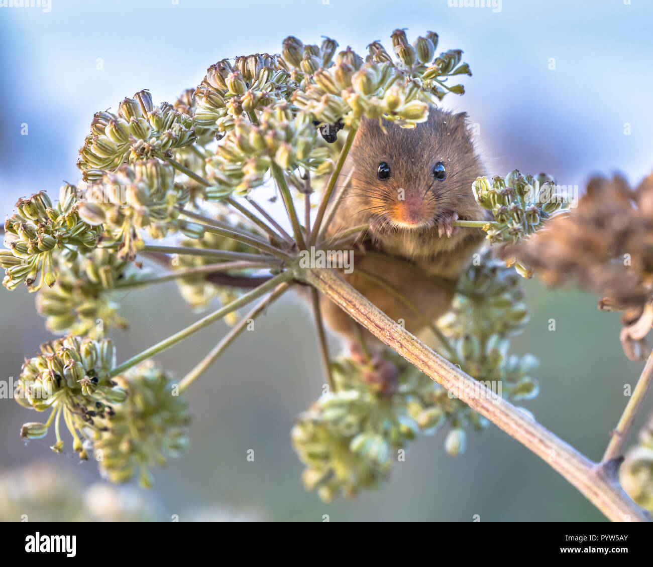 Souris d'Eurasie (Micromys minutus) qui se nourrissent de graines de persil de vache (Anthriscus sylvestris) et à la recherche dans l'appareil photo Banque D'Images