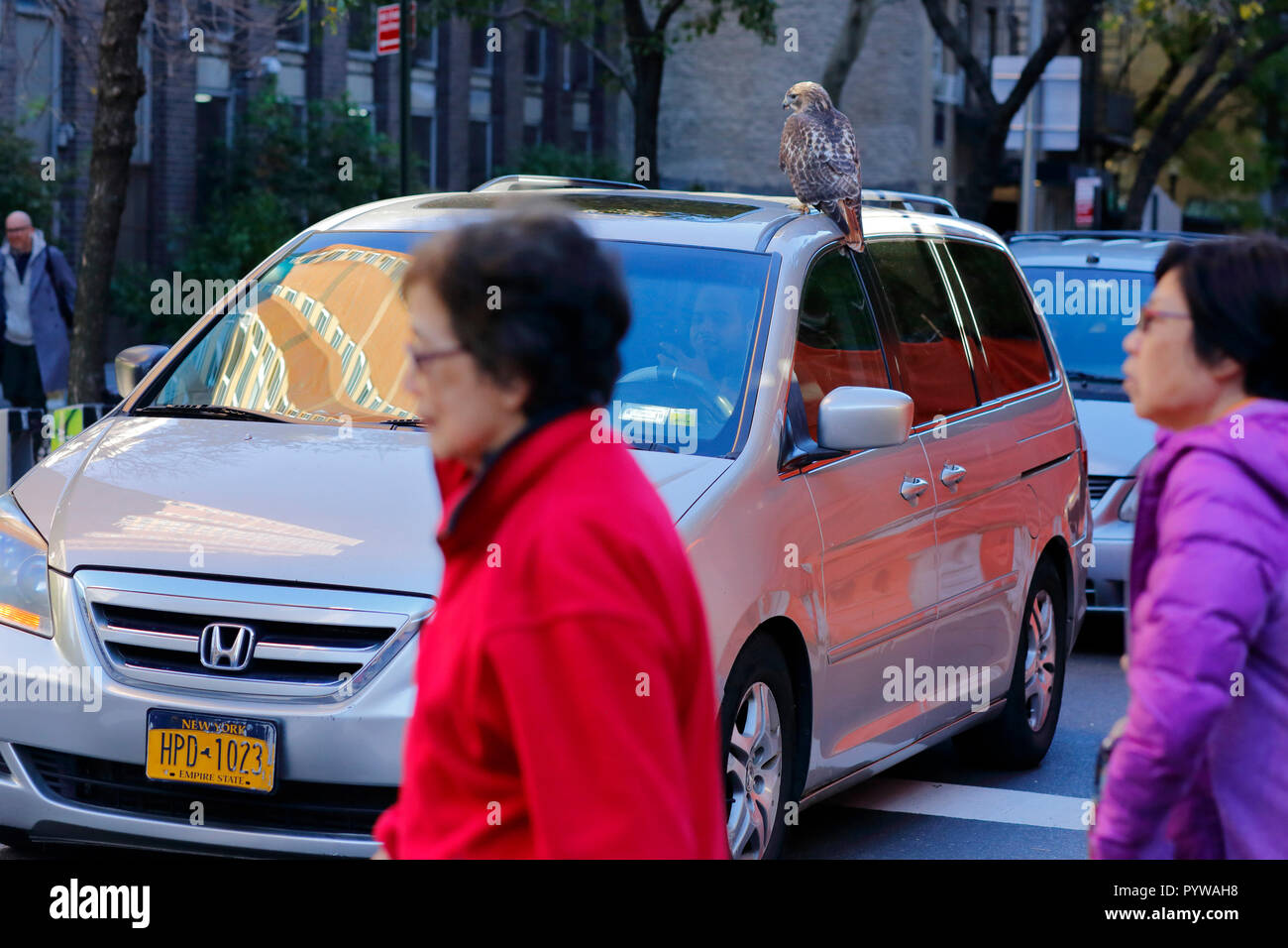 New York City, USA. 30Th Oct, 2018. Les New-yorkais semblent impassibles par l'observation d'une buse à queue rouge sur une voiture à Manhattan. Les malades, peut-être blessés hawk après l'atterrissage sur le trottoir, et des mains sur le toit d'une voiture. Banque D'Images