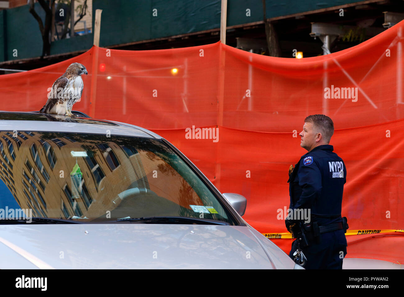 New York City, USA. 30Th Oct, 2018. Le personnel de police, des services d'urgence et une buse à queue rouge envisager leurs intentions. Banque D'Images New York City, USA. 30Th Oct, 2018. Le personnel de police, des services d'urgence et une buse à queue rouge envisager leurs intentions. Banque D'Images