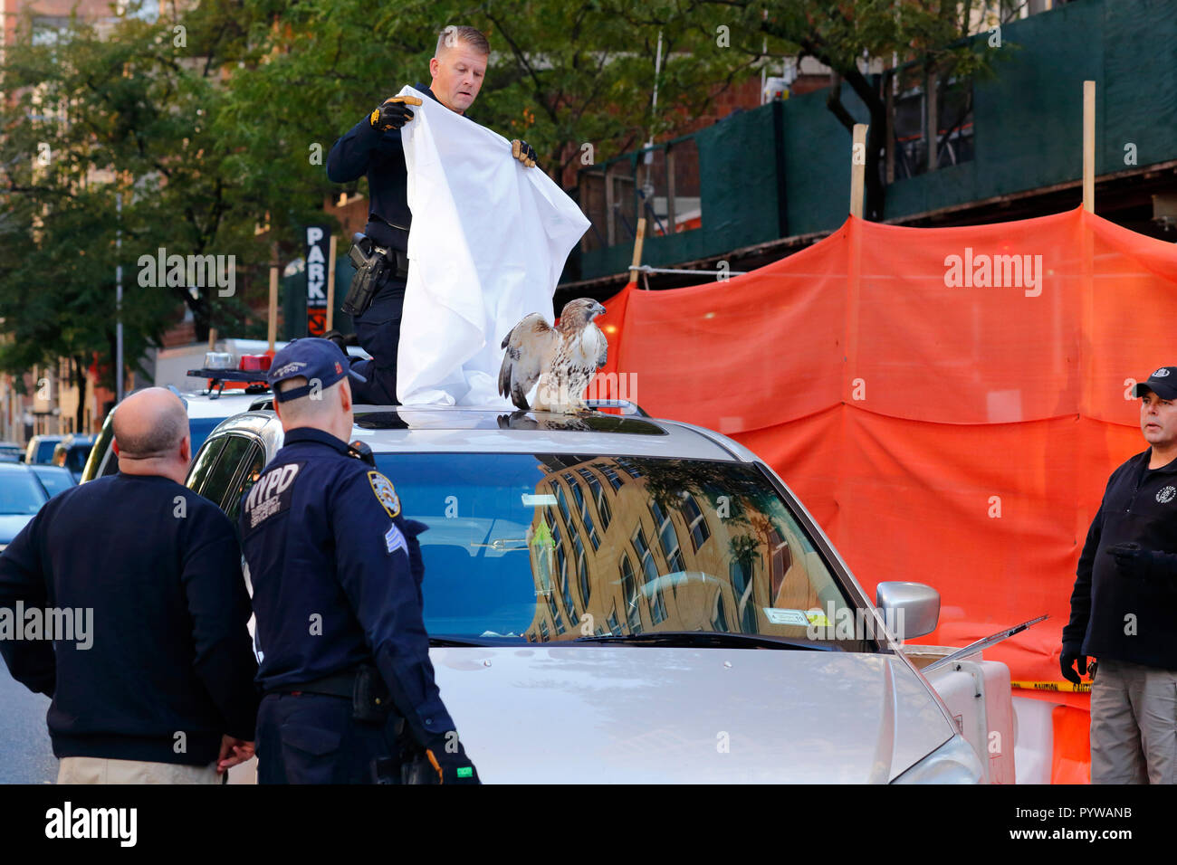 New York City, USA. 30Th Oct, 2018. Les Services d'urgence, le personnel de la police de l'Escouade antibombe et tenter de piéger un malade, blessé, buse à queue rouge perché sur le toit d'une voiture sur E 25th St, et de la Deuxième Avenue à Manhattan. Avec sa vision périphérique de 340 degrés, le faucon voit le mouvement brusque de la couverture, et instinctivement les motions visant à voler. Banque D'Images