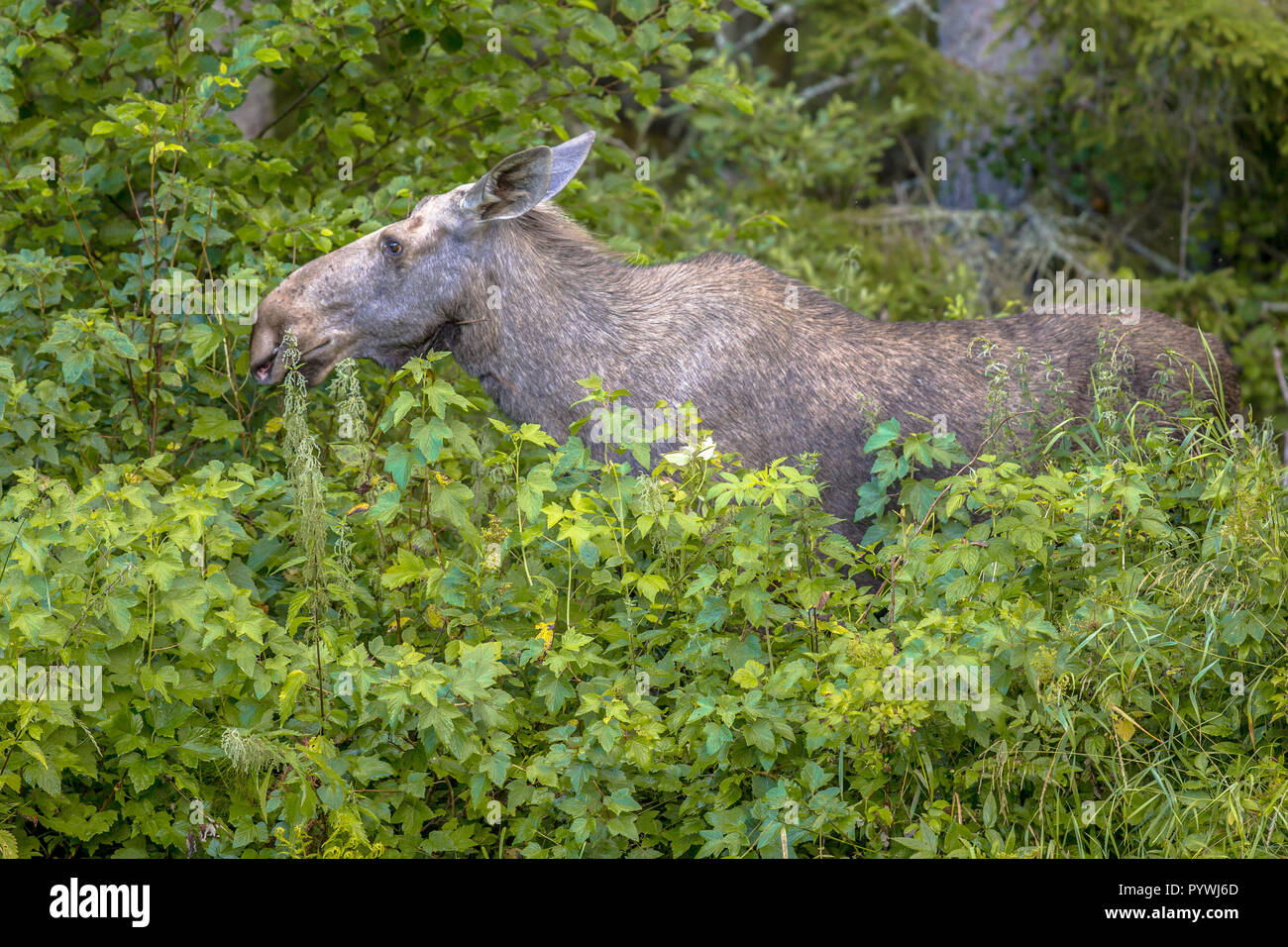 Ou élan femelle orignal (Alces alces) qui se nourrissent de feuilles dans les buissons de la Suède réserve naturelle Glaskogen Banque D'Images