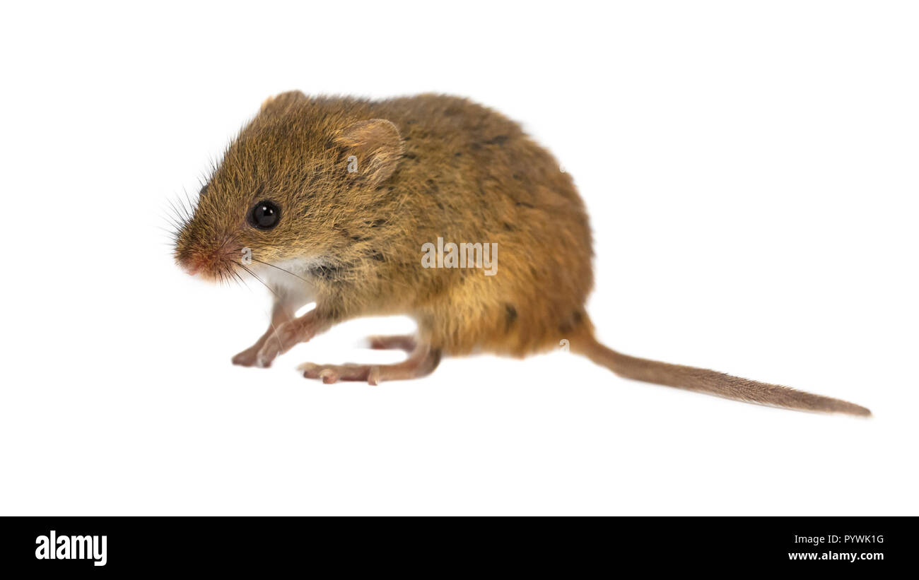 Les jeunes curieux (Micromys minutus Souris) avec mignon yeux marron walking on white background, studio shot Banque D'Images