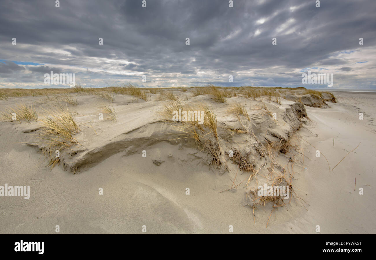 Formation de jeunes sur un paysage de dunes Rottumerplaat île dans la mer de Wadden, Pays-Bas Banque D'Images