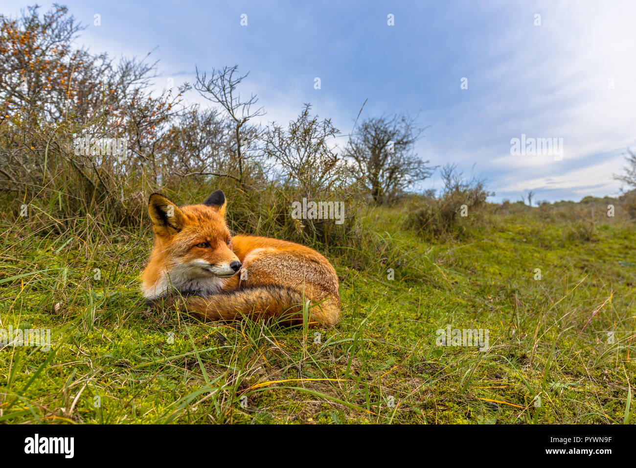 Européenne de repos red fox (Vulpes vulpes) dans l'herbe des dunes des Pays-Bas. Les renards roux sont adaptables et omnivores opportunistes et sont capables de Banque D'Images