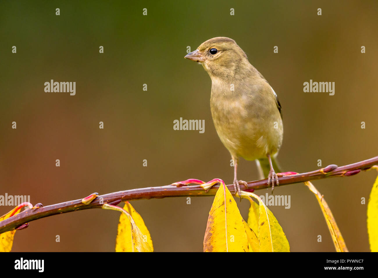 (Fringilla coelebs Chaffinch femelle) sur une branche avec des feuilles couleur d'automne jaune Banque D'Images
