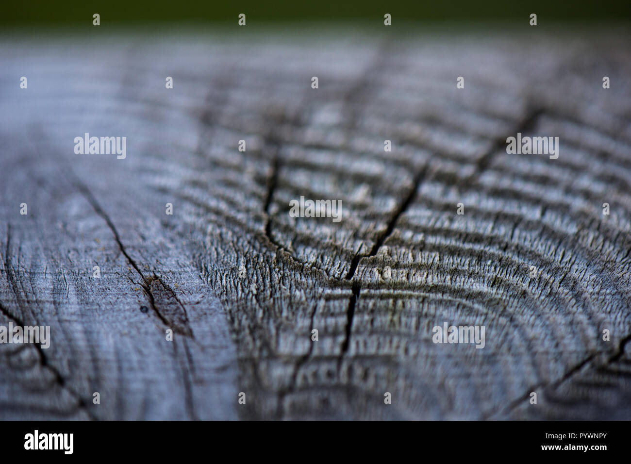 Image grain fin de macro Banque D'Images