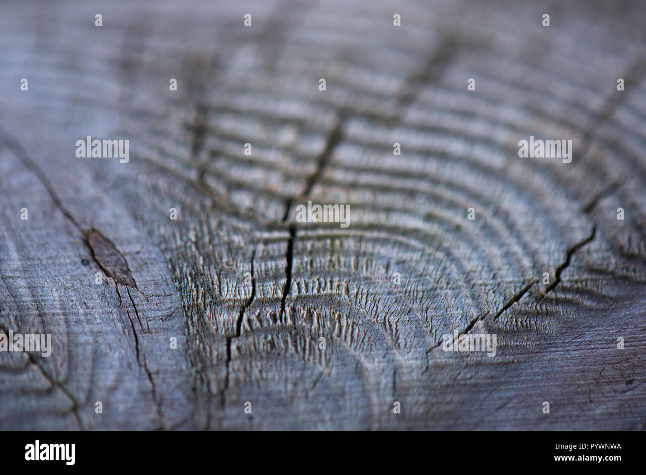 Image grain fin de macro Banque D'Images