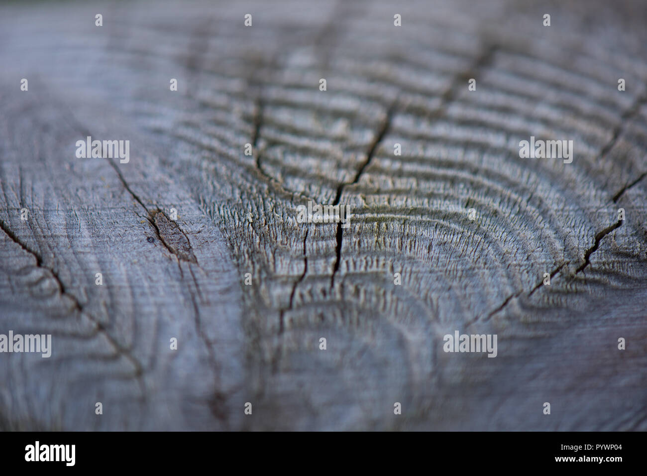 Image grain fin de macro Banque D'Images