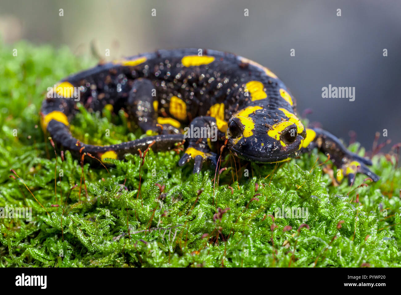 Les salamandres de feu (Salamandre Salamandre) vit dans les forêts de feuillus d'Europe centrale et sont plus fréquentes dans les zones de collines. Banque D'Images