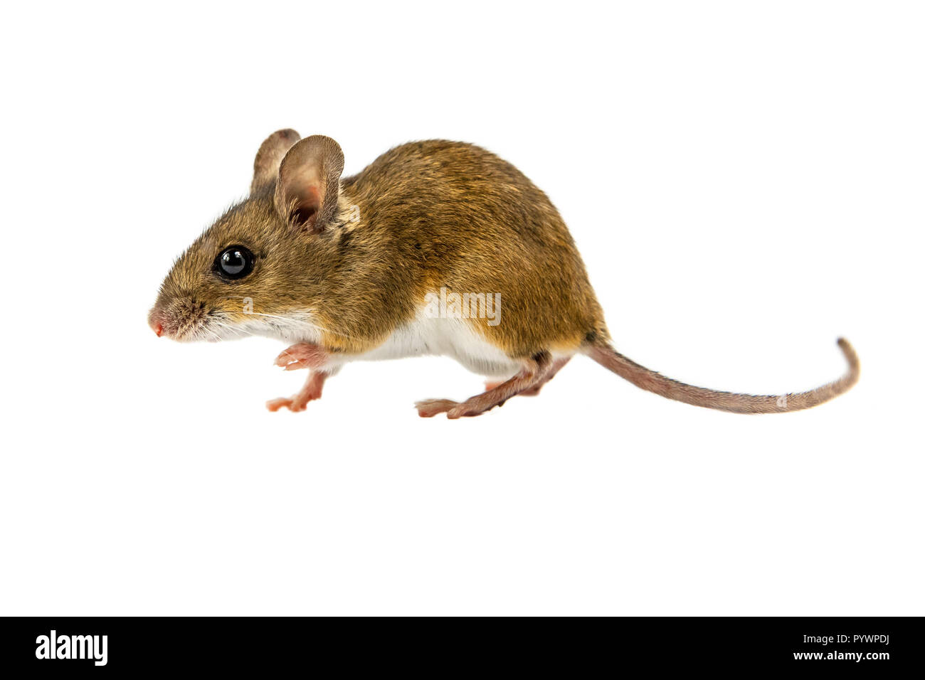 Vue latérale d'une souris en bois (Apodemus sylvaticus) marche sur fond blanc Banque D'Images