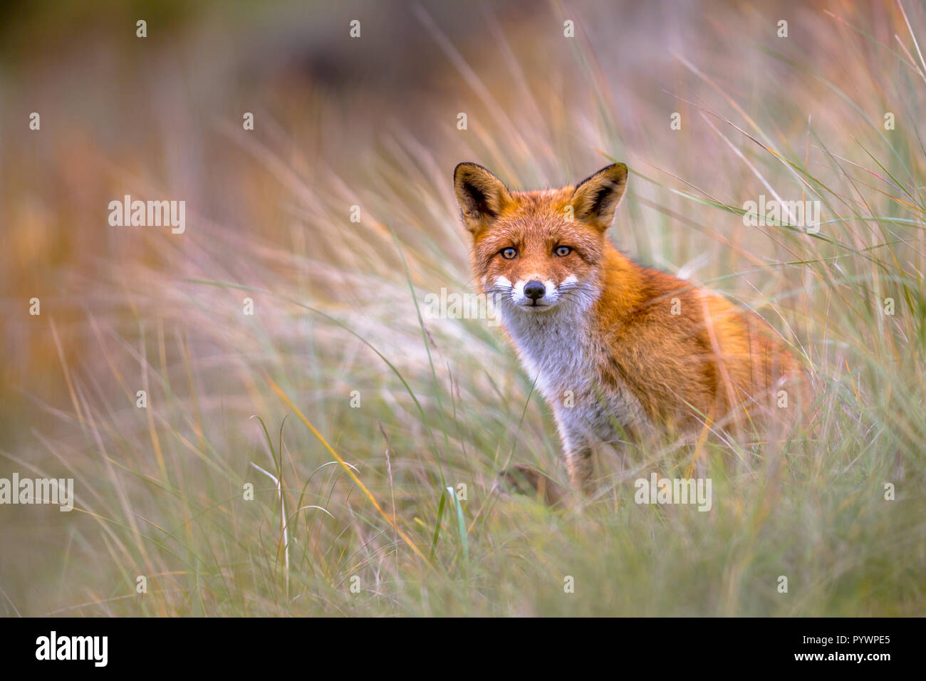 European Fox (Vulpes vulpes) peeking à travers la végétation Banque D'Images